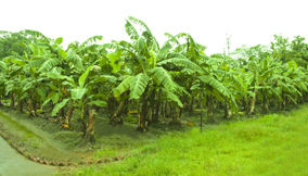 Banana Plantation - Keventer